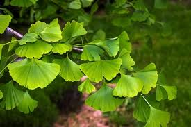 Ginkgo Biloba